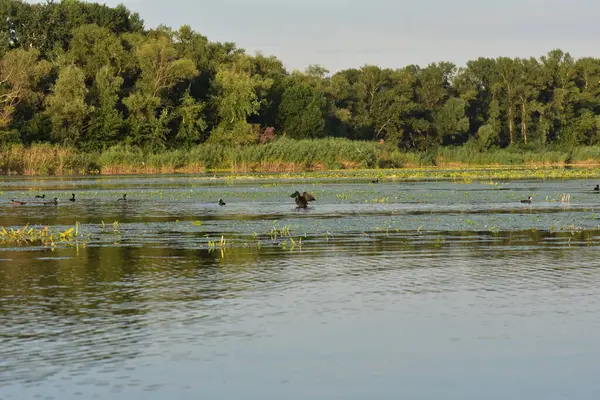 Nilüfer yapraklı ve nilüferli gölette su kuşu