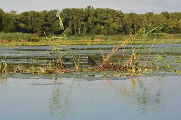 Nilüfer yapraklı ve nilüferli gölette su kuşu
