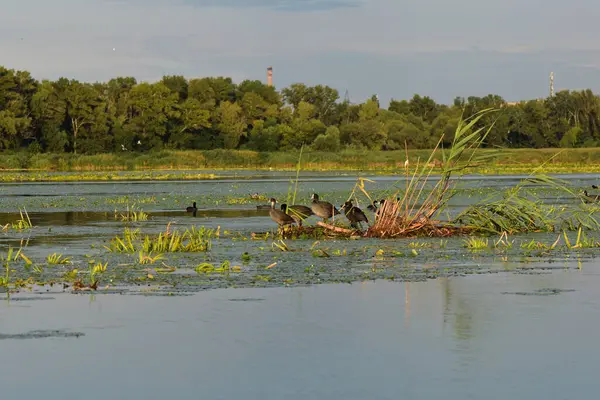 Nilüfer yapraklı ve nilüferli gölette su kuşu