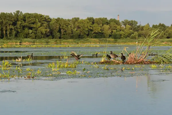 Nilüfer yapraklı ve nilüferli gölette su kuşu