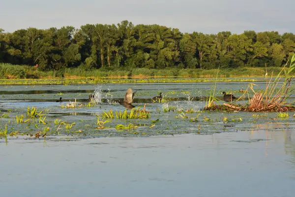 Nilüfer yapraklı ve nilüferli gölette su kuşu