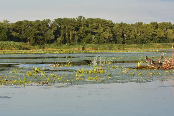 Nilüfer yapraklı ve nilüferli gölette su kuşu