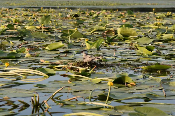 Nilüfer yapraklı ve nilüferli gölette su kuşu
