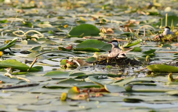 Nilüfer yapraklı ve nilüferli gölette su kuşu