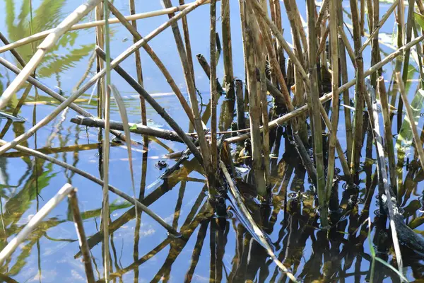 Su yılanı gölette yüzüyor, su yüzeyi, yakın plan.