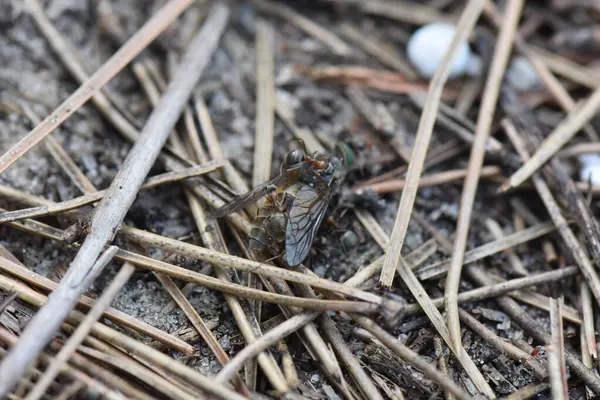 Yerdeki karıncalar büyük sinek taşır, makro çekim