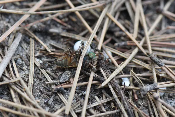 Yerdeki karıncalar büyük sinek taşır, makro çekim