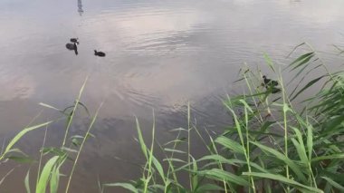 Ördek yavrularıyla birlikte siyah yaban ördeği kuşu yaz mevsiminde taze yeşil sazlıkların arkasında gölde yüzer.