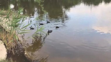 Ördek yavrularıyla birlikte siyah yaban ördeği kuşu yaz mevsiminde taze yeşil sazlıkların arkasında gölde yüzer.