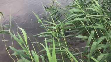 Ördek yavrularıyla birlikte siyah yaban ördeği kuşu yaz mevsiminde taze yeşil sazlıkların arkasında gölde yüzer.