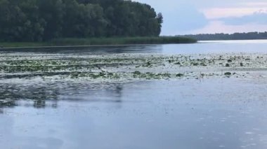 Bulutlu bir günde Dnipro nehrinde beyaz balıkçıl avı.