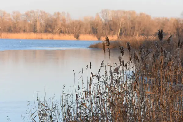 Kışın buz ve karla donmuş gölde kuru sazlıklar. Yüzeyin derinliği