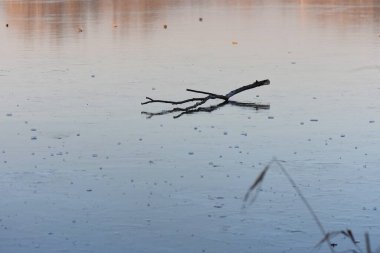 Donmuş bir gölün buzunun üzerindeki ağaç dalı. Kış manzarası