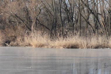 Kışın donmuş gölün kıyısında donmuş sazlıklar.