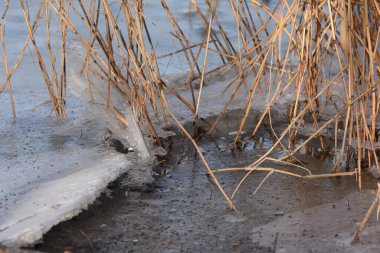 Kışın donmuş gölün kıyısında donmuş sazlıklar.