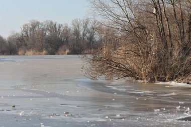Kışın donmuş bir gölün kıyısında kuru sazlıklar.