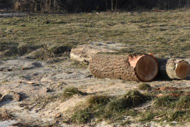 İlkbaharda yerdeki ağaç gövdesini kes, yakın plan.