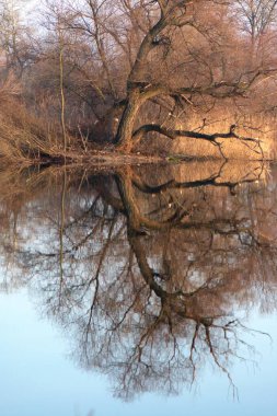 Sudaki bir ağacın yansıması, ilkbaharın başlarında.