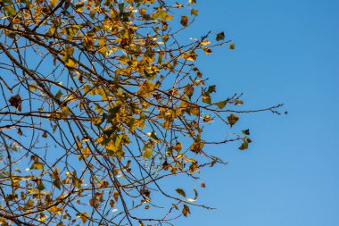 Mavi gökyüzüne karşı sarı yaprakları olan bir ağacın dalına