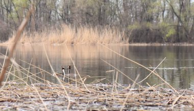 Baharda bir gölde iki büyük ibikli kuş.