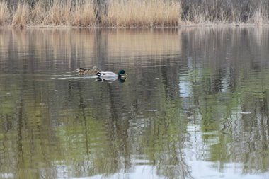 Mallard ördeği ve Drake İlkbaharda bir gölde yüzüyorlar
