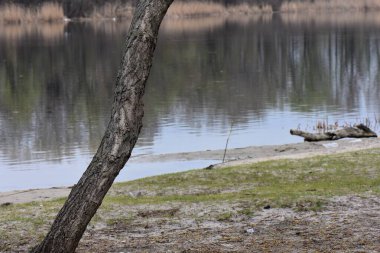 Ormandaki baharda gölün kıyısında bir ağaç gövdesi.