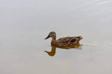 Mallard ördeği gölde yüzüyor, fotoğrafa yakın.