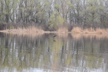 Siyah karabatak baharın başlarında göl üzerinde uçuyor.