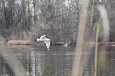Martı baharda bir gölün üzerinde uçuyor.