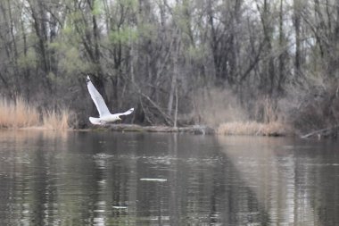 Martı baharda bir gölün üzerinde uçuyor.