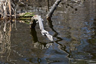 Güneşli bir günde baharda bir gölün su yüzeyinde kuru ağaç dalları.