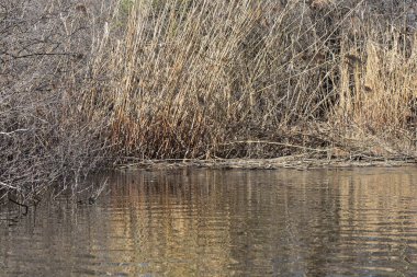Nehrin kıyısındaki söğüt ağaçları. Kuru kamışlı bahar manzarası
