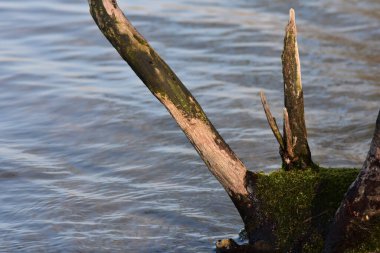 Nehir kıyısındaki ölü ağaç. Arkasında yeşil yosun ve su var.