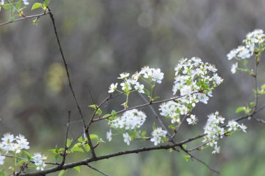 Bulanık bir arkaplanda kiraz ağacının çiçek açan dalı