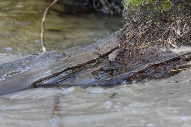 Baharda suyun yüzeyi, nehirde eski ağaç kökü. Yakın plan.