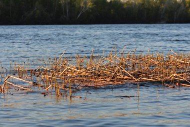 Sonbaharda gölün kıyısında kuru sazlıklar..