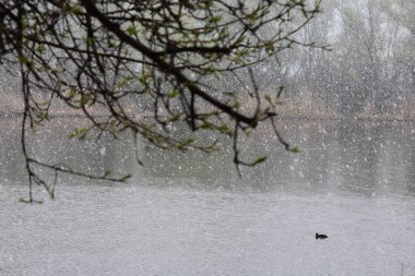Nisan ayında bir ördek gölde yüzer. İlkbahar sonu
