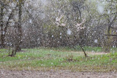 Bahar ormanında kar yağışı. Ormandaki ilk kar.