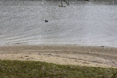 Nisan ayında bir ördek gölde yüzer. İlkbahar sonu