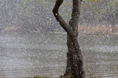 Nisan ayında gölde karlı bir gün. Ağaç gövdesi ağır kar arkaplanı