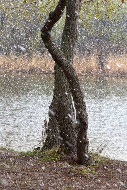 Nisan ayında gölde karlı bir gün. Ağaç gövdesi ağır kar arkaplanı