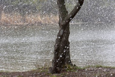 Nisan ayında gölde karlı bir gün. Ağaç gövdesi ağır kar arkaplanı