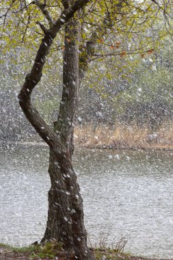 Nisan ayında gölde karlı bir gün. Ağaç gövdesi ağır kar arkaplanı