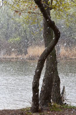 Nisan ayında gölde karlı bir gün. Ağaç gövdesi ağır kar arkaplanı