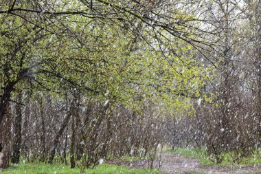 Bahar ormanında kar yağışı. Ormandaki ilk kar.