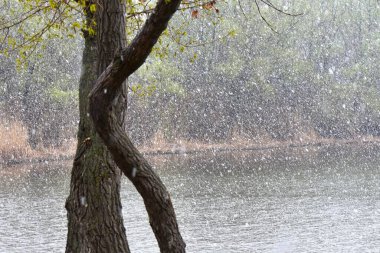 Nisan ayında gölde karlı bir gün. Ağaç gövdesi ağır kar arkaplanı