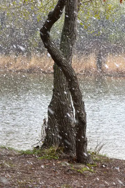 Nisan ayında gölde karlı bir gün. Ağaç gövdesi ağır kar arkaplanı