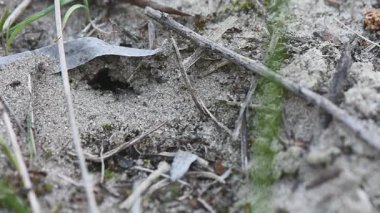 Karıncalar kumun altındaki yeni karınca yuvalarında çalışıyor.