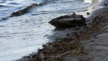 Dinyeper Nehri 'nin dalgaları deniz kabuklarıyla kaplı kumlu bir sahile çarpıyor.