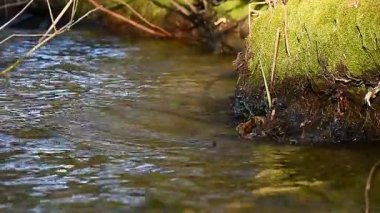 Nehir kıyısında yosun, dalgaların sesine karşı.